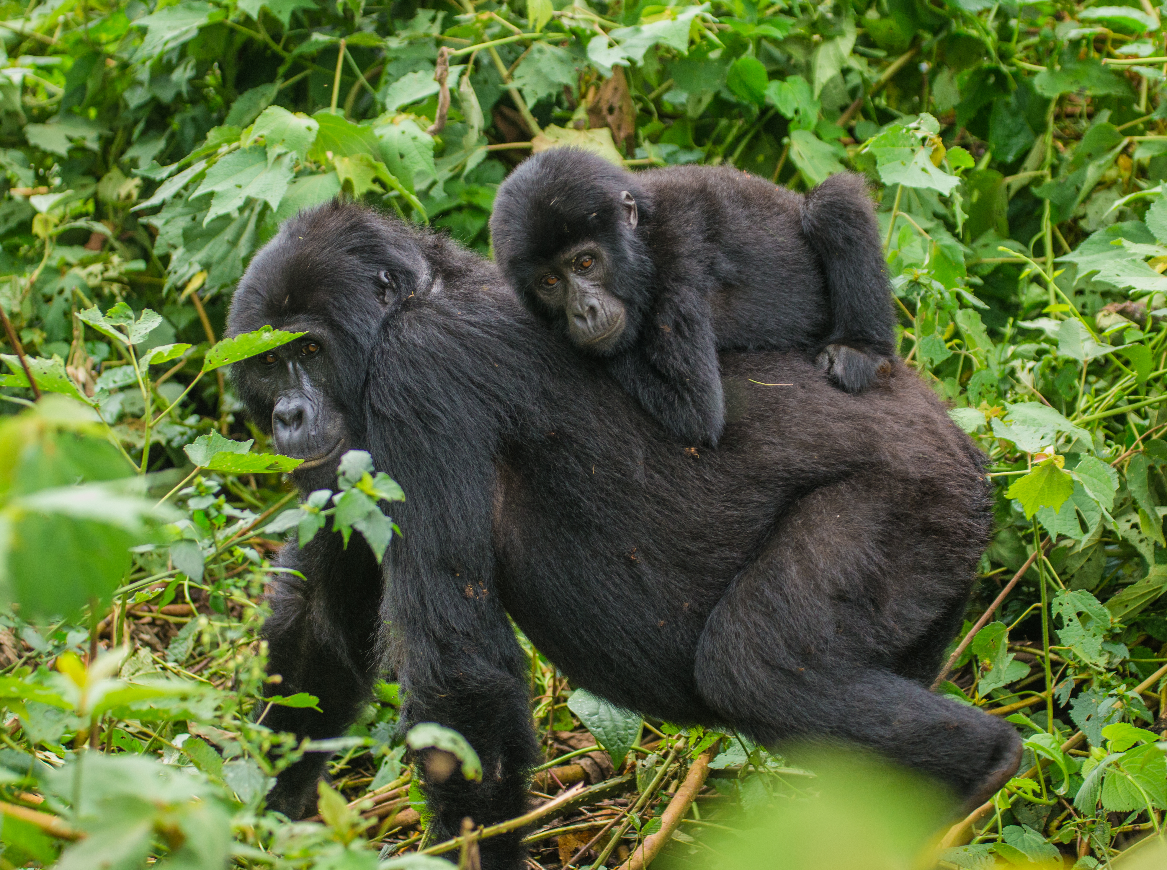 Bwindi Impenetrable National Park